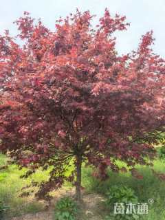 10公分日本红枫