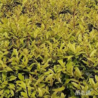 35厘米花叶络石