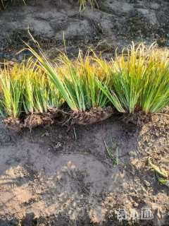 高度33厘米金叶石菖蒲