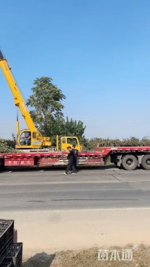 16公分日本晚樱