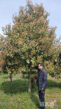 12公分红叶石楠