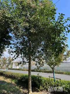 60公分丛生女贞