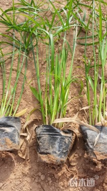 高度25厘米旱伞草