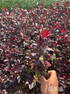 高度20厘米红蓼