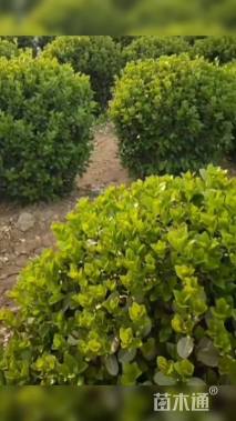 冠幅100厘米卫矛球