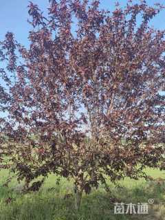 15公分红叶碧桃