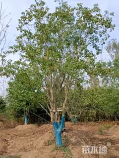 40公分丛生乌桕