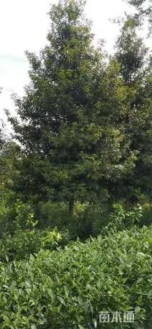 20公分金丝楠木