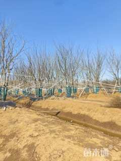 12公分(5杆)丛生朴树