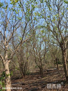 高度300厘米果石榴