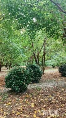 50公分(5杆)丛生乌桕