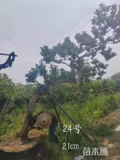 15公分造型金弹子