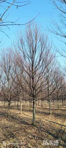 13公分美国红枫