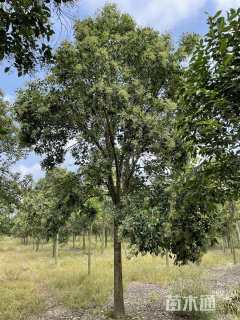 15公分大叶女贞