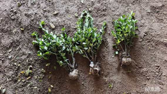 冠幅20厘米大叶黄杨球