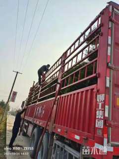 8公分造型小叶女贞