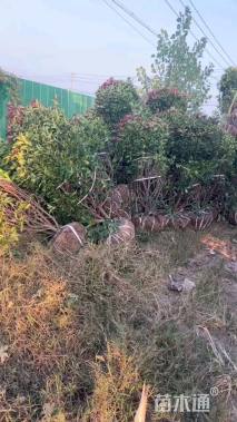 冠幅200厘米红叶石楠球