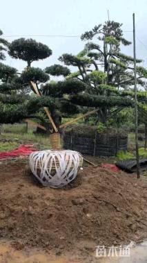 移栽苗造型罗汉松