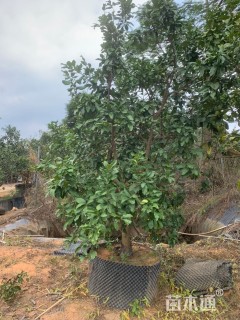 10公分柚子树