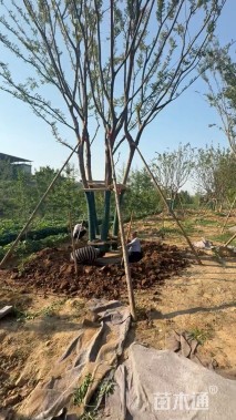 100公分(5杆)丛生朴树