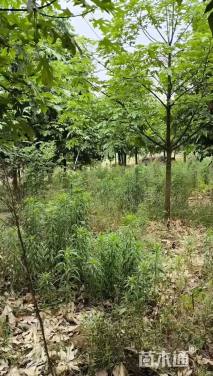 20公分澳洲火焰木