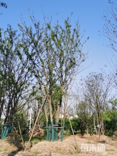 80公分丛生朴树