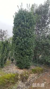 高度300厘米黄杨