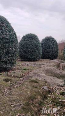 高度400厘米丛生桂花