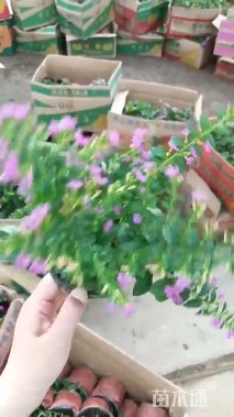 高度50厘米毛鹃