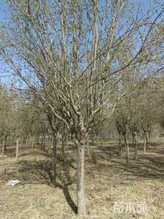 15公分西府海棠