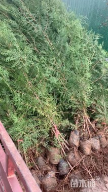 高度100厘米侧柏