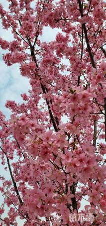 15公分红粉佳人