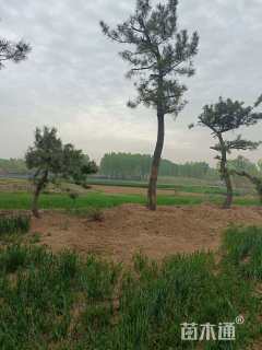 高度500厘米黑松