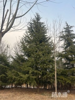 高度900厘米雪松