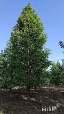 26公分水杉