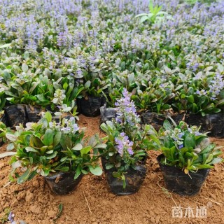 高度8厘米多花筋骨草