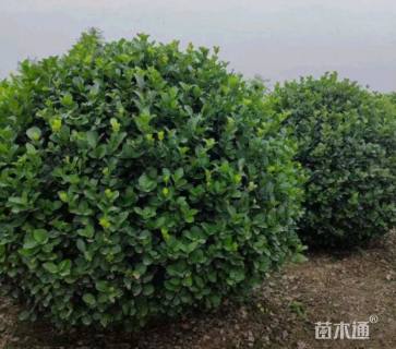 冠幅180厘米胶东卫矛球