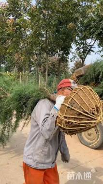 高度300厘米雪松