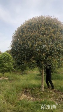 高度550厘米丛生桂花