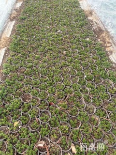 高度10厘米三七景天