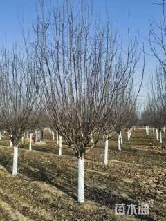 8公分红宝石海棠