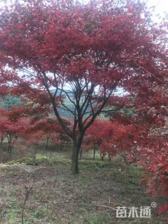红枫