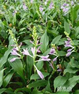 高度20厘米玉簪