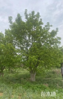 高度900厘米丛生五角枫