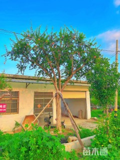 高度200厘米石榴