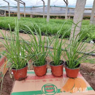 高度60厘米矮蒲苇