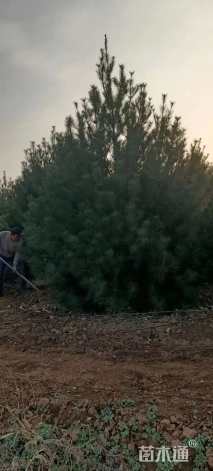 高度500厘米白皮松