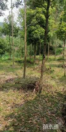 15公分金丝楠木