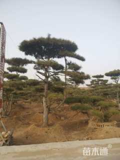 24公分造型油松