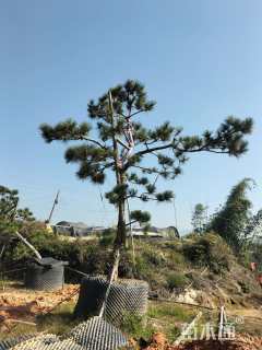 高度120厘米黑松